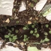Sweetas954 Rocky Road Chocolate Co. RRC Dark Chocolate Peppermint Crunch Rocky Road